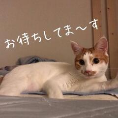 猫友達😺募集中 - メンバー募集