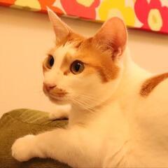 猫友達😺募集中 - 友達