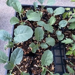 夏野菜の苗　取り引き中