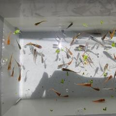 (決まりました)めだか　メダカ画像すべての価格です