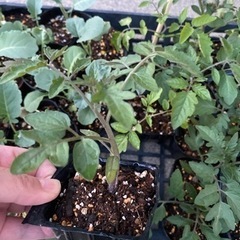 夏野菜苗② 取り引き中