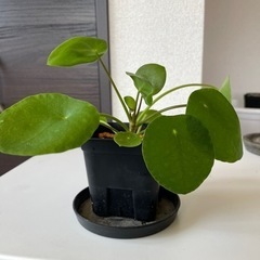 観葉植物　ピレアペペロミオイデス①