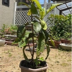 枇杷の木　5年生 ②