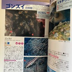 【本】フィッシュウォッチング500（水中造形センター）の画像