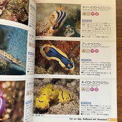 【本】海の生き物ウォッチング500（水中造形センター） の画像