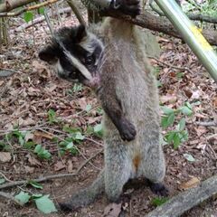 ハクビシン、イタチ、アライグマ、テンの捕獲 - 手伝いたい/助けたい