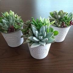 多肉 寄せ植え ブリキ缶 白