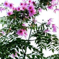 皇帝ダリア   色変わりヒマワリ  の苗木