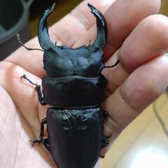 【yamasanお話中】久留米オオクワガタ♂85.5mm♀54....