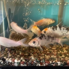 鯉