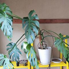 観葉植物　売ります　あげます