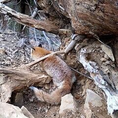 ハクビシン、イタチ、アライグマ、テンの捕獲 - 助け合い