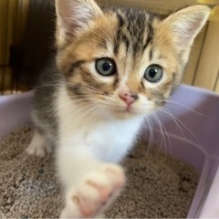 子猫の里親様募集中🤎