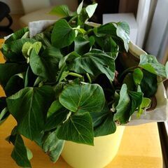 紅あずま苗5本　ウイルスフリー　さつま芋苗