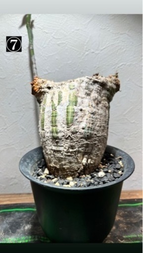 現地譲渡限定　観葉植物・鉢　(ボンバックス、アペンディクラツム、valiem)