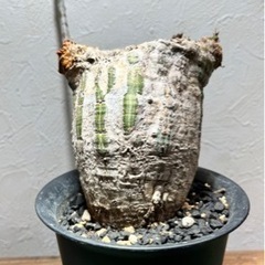 現地譲渡限定　観葉植物・鉢　(ボンバックス、アペンディクラツム、...
