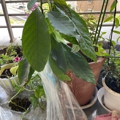 【無料】アボガドの木差し上げます