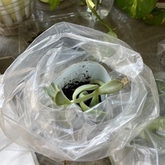 【無料】多肉植物ストロベリーアイス差し上げます①
