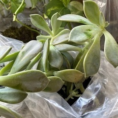 【無料】多肉植物ストロベリーアイス差し上げます③