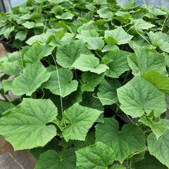 ずーっととれる きゅうり 接木苗 10.5 ㎝ ポット キュウリ...