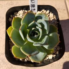 鉢付きエケベリア七福神　３株セット　の画像