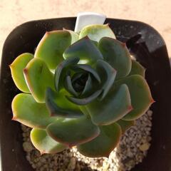 鉢付きエケベリア七福神　３株セット　の画像