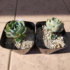 鉢付きエケベリア七福神　３株セット　の画像