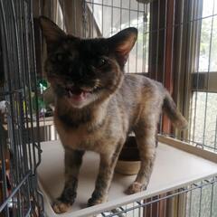 里親募集　埼玉県久喜市　親猫と子猫３匹
