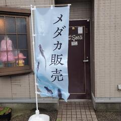 ちょい飯メダカ　5/22改良メダカ販売
