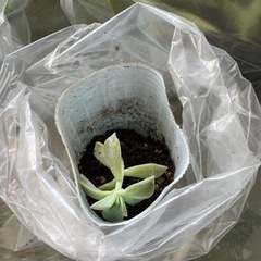 【無料】多肉植物ストロベリーアイス差し上げます②