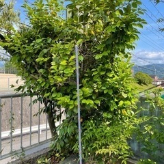 植木の画像