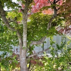 植木あげますの画像