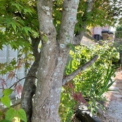 植木あげますの画像