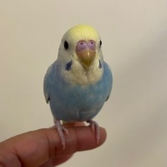 生後2ヶ月の兄弟セキセイインコ🦜5羽 - 川越市