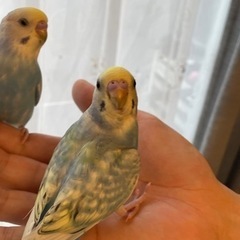 生後2ヶ月の兄弟セキセイインコ🦜5羽 − 埼玉県