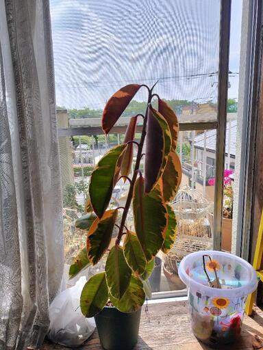 観葉植物　フィカス　売ります　あげます