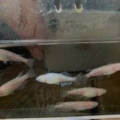 メダカ[桜舞］🌈3ペア🌈限定1セット⭐️