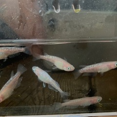 メダカ[桜舞］🌈3ペア🌈限定1セット⭐️の画像