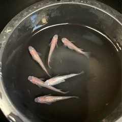 メダカ[桜舞］🌈3ペア🌈限定1セット⭐️の画像