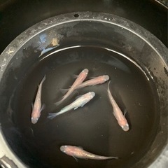 メダカ[桜舞］🌈3ペア🌈限定1セット⭐️の画像