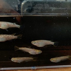 メダカ［シャンパンゴールド］🌈3ペア🌈限定1セット⭐️