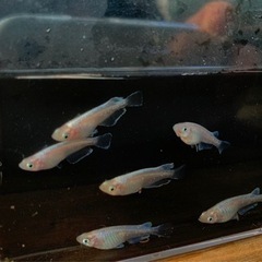 メダカ［ビアンカ］🌈3ペア🌈限定1セット⭐️の画像