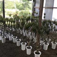 観葉植物( 鉢物 ) 生産 販売 スタッフ募集!の画像