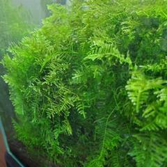 【水草】サムライモス　１０g
