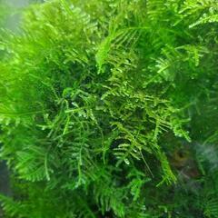 【水草】サムライモス　１０gの画像