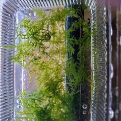 【水草】サムライモス　１０gの画像