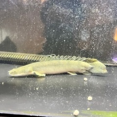 値下げ！　セミショートアンソルギー　約25cm