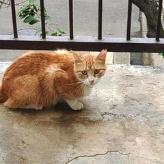 二歳のメス猫さん