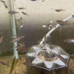 オオイチモンジタナゴ稚魚