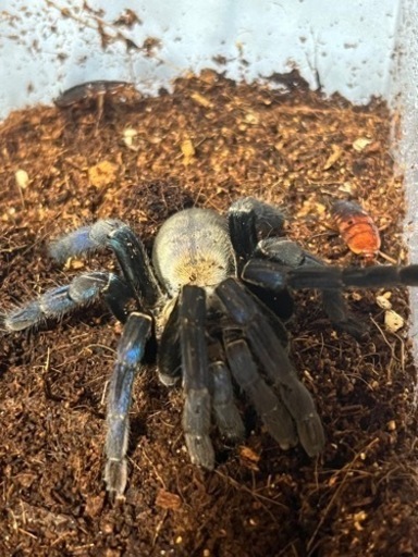 コバルトブルータランチュラ♀最終値下げ